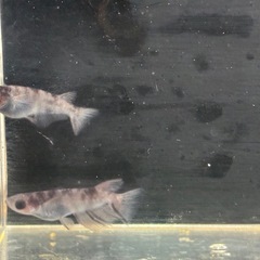 道中メダカ🌊和墨１ペアの画像