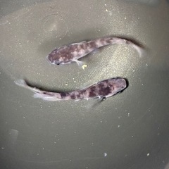道中メダカ🌊和墨１ペアの画像