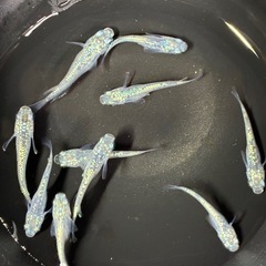 道中メダカ🌊レックウザ５ペアの画像