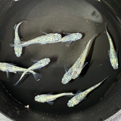 道中メダカ🌊レックウザ５ペアの画像