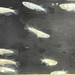 道中メダカ🌊レックウザ５ペアの画像