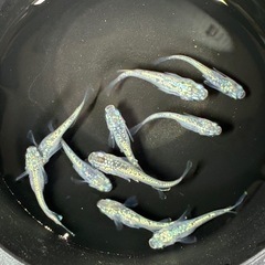 道中メダカ🌊レックウザ５ペアの画像