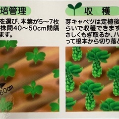 早生品種　芽キャベツ　の　苗　25株の画像
