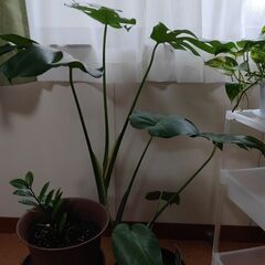 モンテスラその他観葉植物セットの画像