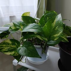 モンテスラその他観葉植物セットの画像