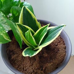 モンテスラその他観葉植物セットの画像