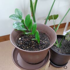 モンテスラその他観葉植物セットの画像