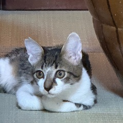 キジ白の元気なお兄ちゃん空君
