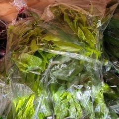 今日のみきゅうり5袋ご購入につき1袋サービス10袋ご購入につき、3袋サービス　朝取立て　野菜の画像