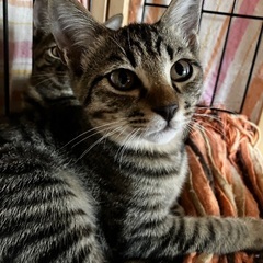 大胆で利発なキジトラ翔吉くん！の画像