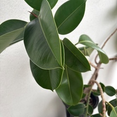ゴムの木の画像