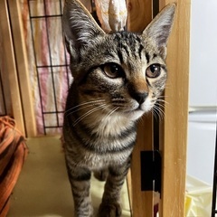 大胆で利発なキジトラ翔吉くん！ - 大野城市