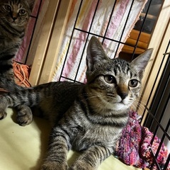 大胆で利発なキジトラ翔吉くん！ - 猫