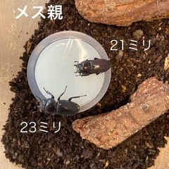 国産クワガタ幼虫　販売の画像