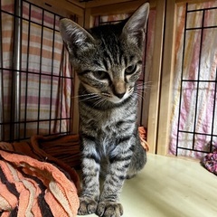 大胆で利発なキジトラ翔吉くん！ − 福岡県