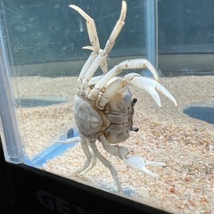 サワガニブルーの画像