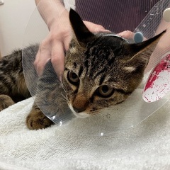 大胆で利発なキジトラ翔吉くん！ - 里親募集