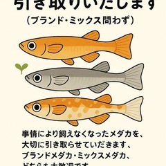 🐟 メダカ引き取ります（ブランド・ミックス問わず／増えすぎ…