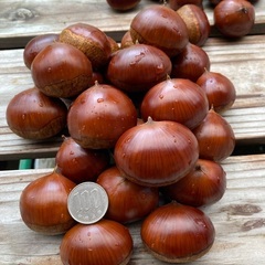 生栗　無農薬1キロ　虫止め済（3キロまで可能）の画像