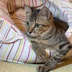 おっとりキジ猫　琥珀君