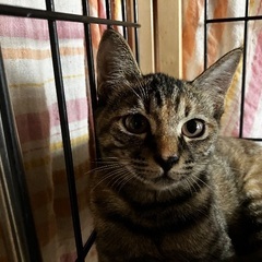 お淑やかなキジトラ、ヒカルちゃん！