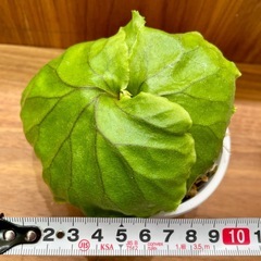 《板付可能サイズ 大》P.ridleyi wild_リドレイ◆ビカクシダの画像
