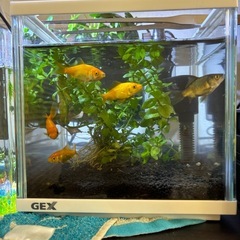 金魚の画像