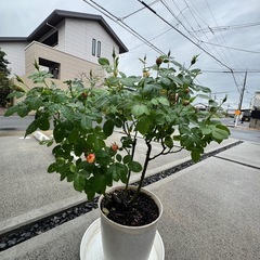 ベビーバラ、3年前のバラ公園にかっ買ったの画像