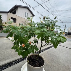 ベビーバラ、3年前のバラ公園にかっ買ったの画像