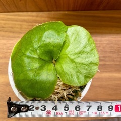 《板付可能サイズ 小》P.ridleyi wild_リドレイ◆ビカクシダの画像