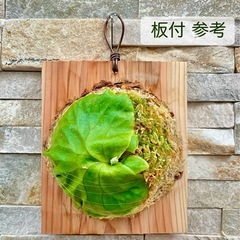 《板付可能サイズ 小》P.ridleyi wild_リドレイ◆ビカクシダの画像