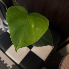 モンステラの画像