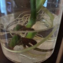 モンステラの画像