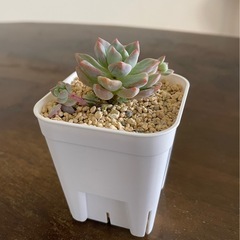 多肉植物　ウォルナットケーキ　鉢ごとの画像