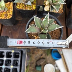 【相場4500円前後の品種】本日植え替えしたアガベ狼人をお安くお裾分けします。の画像