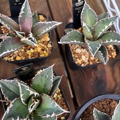 【相場4500円前後の品種】本日植え替えしたアガベ狼人をお安くお裾分けします。の画像