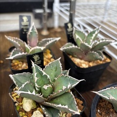 【相場4500円前後の品種】本日植え替えしたアガベ狼人をお安くお裾分けします。の画像