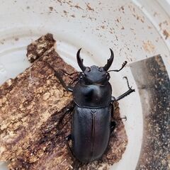 アマミシカクワガ【♂♂♀トリプル】！の画像