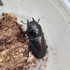 アマミシカクワガ【♂♂♀トリプル】！の画像