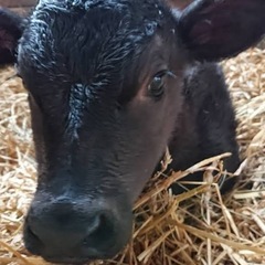 時給1200円！！🐮牛の餌やり・草やり・子牛のミルクあげ・他軽作業🐮の画像