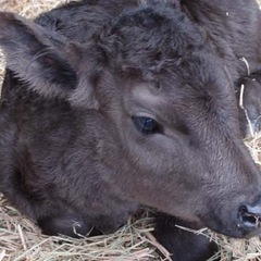 時給1200円！！🐮牛の餌やり・草やり・子牛のミルクあげ・他軽作業🐮の画像