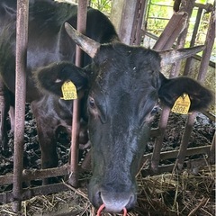 時給1200円！！🐮牛の餌やり・草やり・子牛のミルクあげ・他軽作業🐮の画像