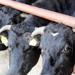 時給1200円！！🐮牛の餌やり・草やり・子牛のミルクあげ・他軽作業🐮の画像