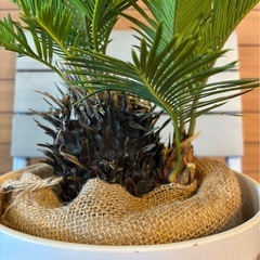 ソテツの画像