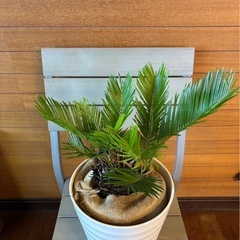 ソテツの画像