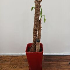 【観葉植物】もらってください。の画像