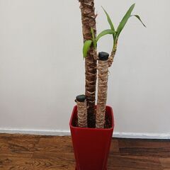 【観葉植物】もらってください。の画像