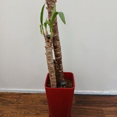 【観葉植物】もらってください。の画像