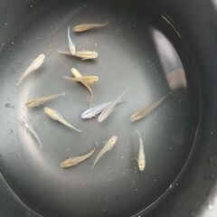 メダカ20匹以上の画像