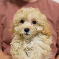 10/11(土)譲渡会  生後2ヶ月トイプードルｘマルチーズ♂【...